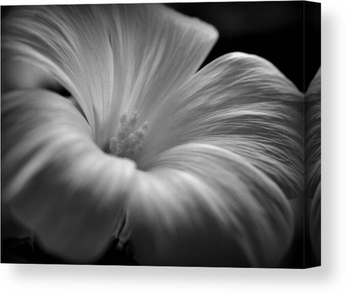 Hibiscus Canvas Print featuring the photograph Hibiscus flower by Nathan Abbott