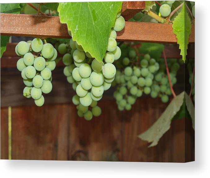 Grapes Canvas Print featuring the photograph Hiding Behind The Leaves by Robert Margetts
