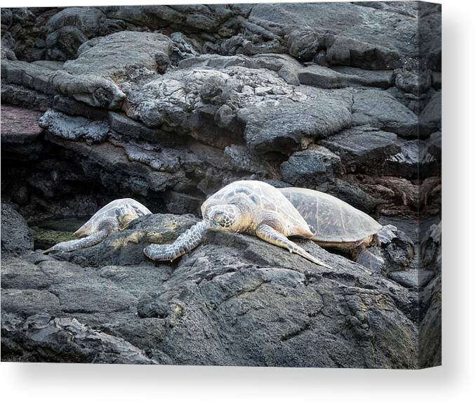 Animals Canvas Print featuring the photograph Honu or Hawaiian Green Sea Turtles by Mary Lee Dereske