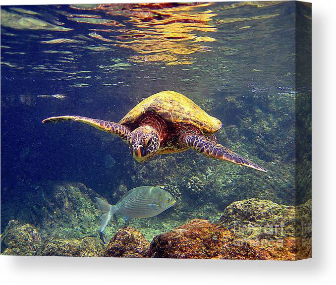 Hawaiian Green Sea Turtle Canvas Print featuring the photograph Honu with Reef Fish by Bette Phelan