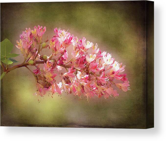 Chestnut Canvas Print featuring the photograph Horse Chestnut Branch by Leslie Montgomery