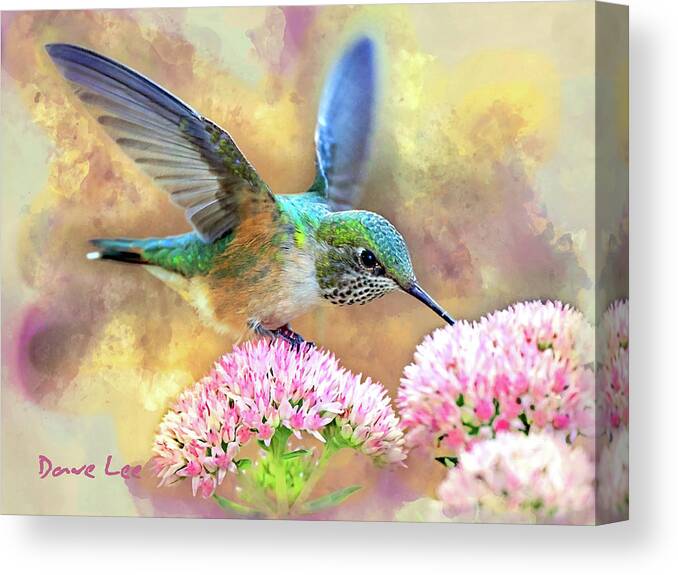 Humingbird Canvas Print featuring the mixed media Humdinger Tres by Dave Lee