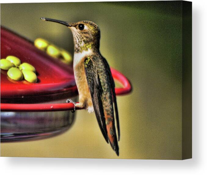 Hummingbird Canvas Print featuring the photograph Hummer 1 by Lawrence Christopher