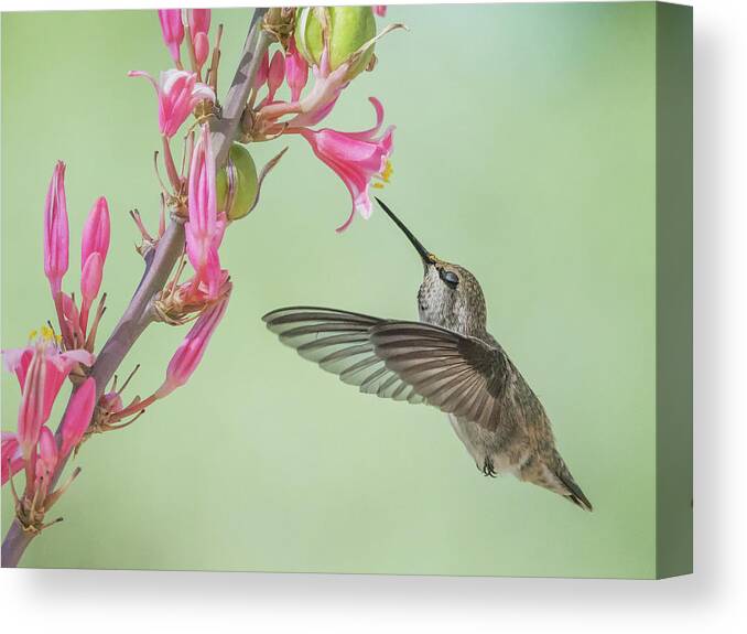 Hummingbird Canvas Print featuring the photograph Hummingbird 0553-051318-1cr by Tam Ryan
