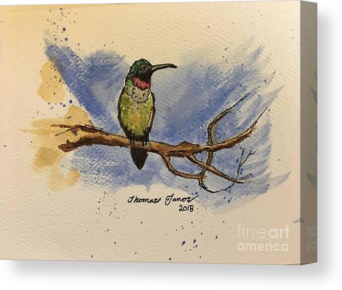 Hummingbird Canvas Print featuring the painting Hummingbird at rest by Thomas Janos