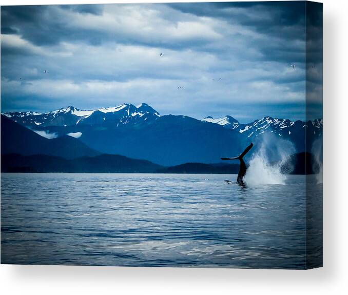 Alaska Canvas Print featuring the photograph Humpback Dive by Pamela Newcomb
