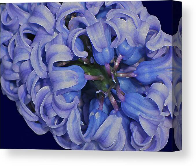 Flower Canvas Print featuring the digital art Hyacinth Curls by Lynda Lehmann