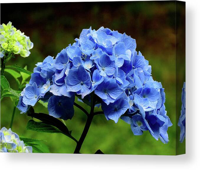 Hydrangea Canvas Print featuring the photograph Hydrangea in Blue by Linda Stern