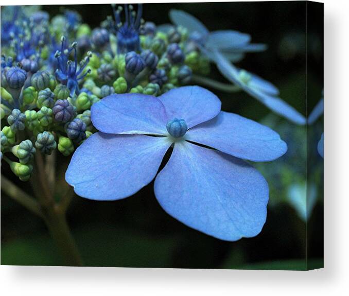 Flower Canvas Print featuring the photograph Hydrangea by Juergen Roth