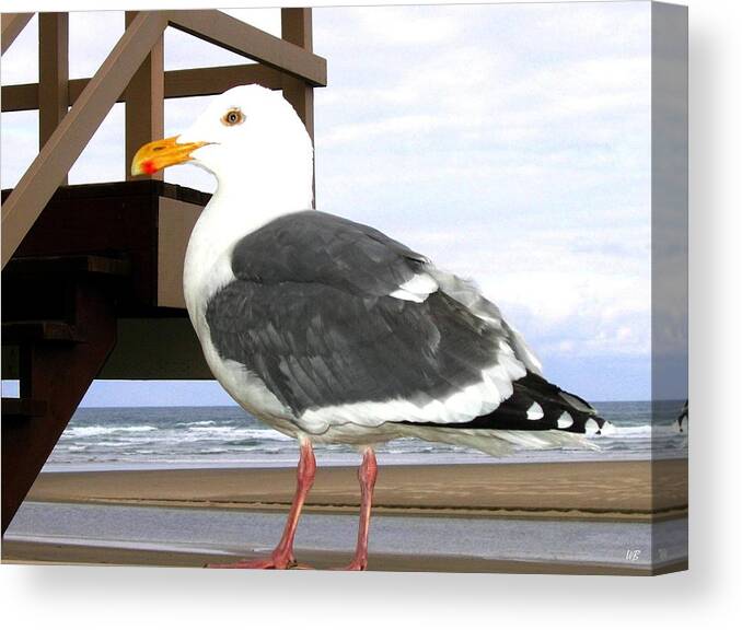 Seagull Canvas Print featuring the photograph I Hope Lunch Is Ready by Will Borden