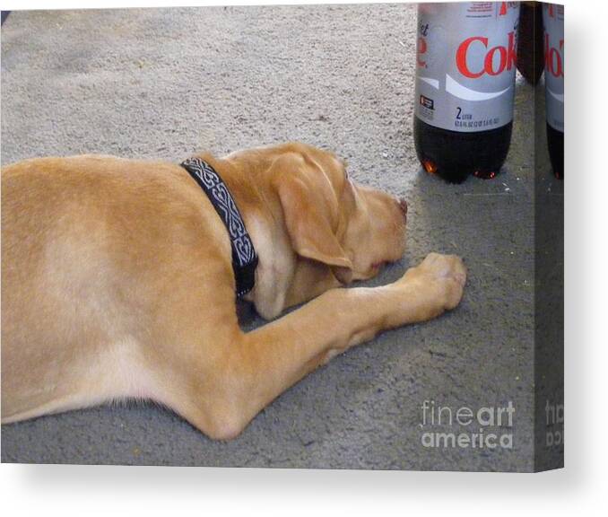 Domestic Animal Canvas Print featuring the photograph I Love Diet Coke by Lori Kingston