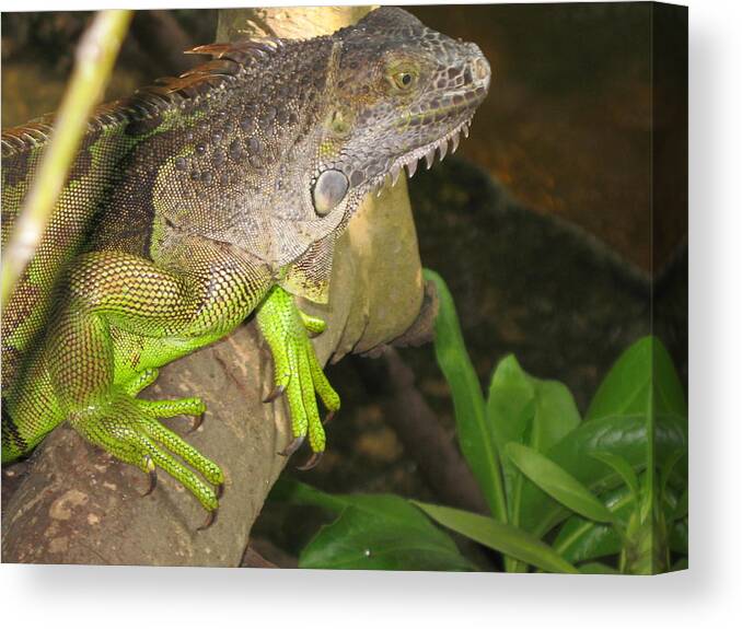 Iguana Canvas Print featuring the photograph Iguana - A Special Garden Guest by Christiane Schulze Art And Photography