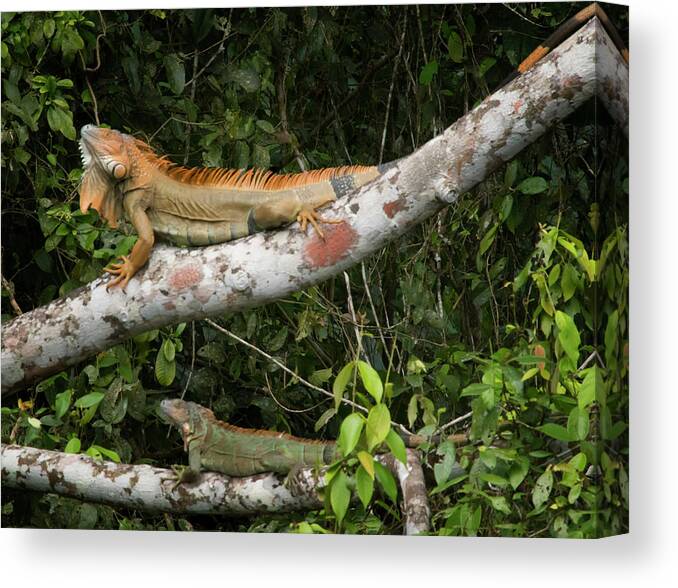 Iguana Canvas Print featuring the photograph Iguana Pair by Jessica Levant