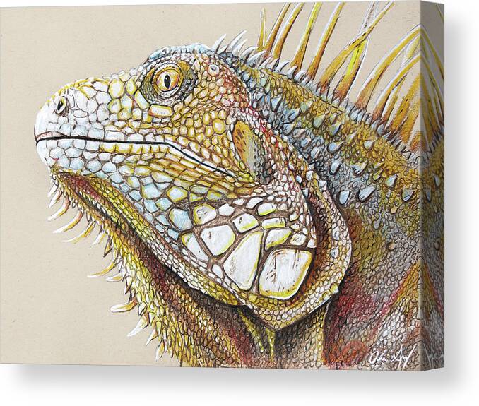 Iguana Canvas Print featuring the drawing Iguana Portrait by Aaron Spong