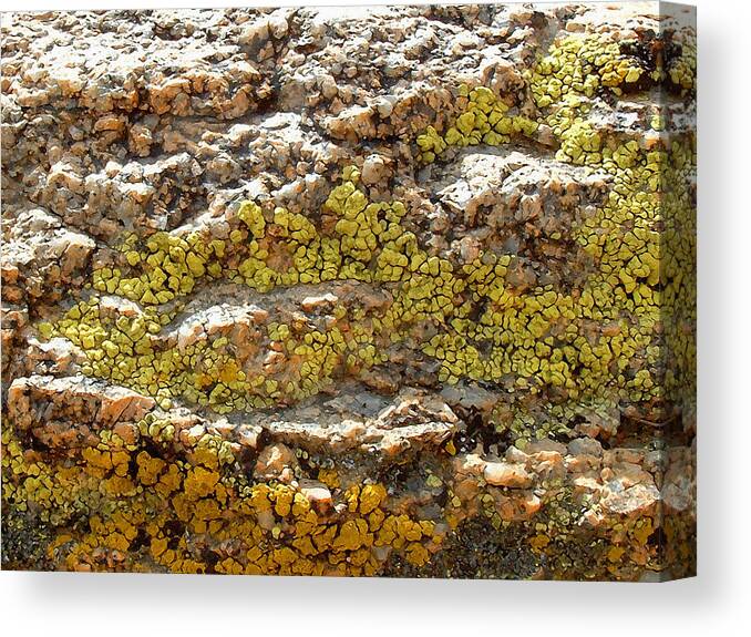 Lichens Canvas Print featuring the photograph I'm Lichen That by Stan Magnan