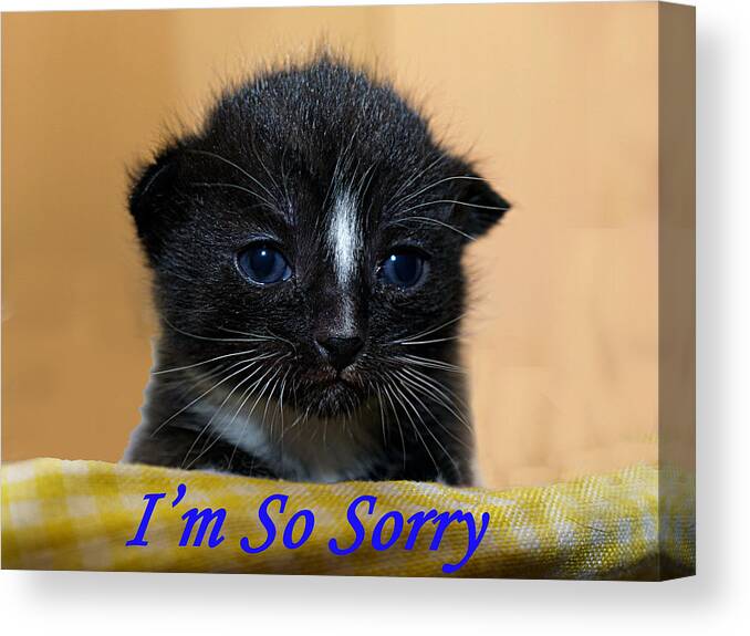 Apology Canvas Print featuring the photograph I'm So Sorry Greeting Card by Bob Johnson