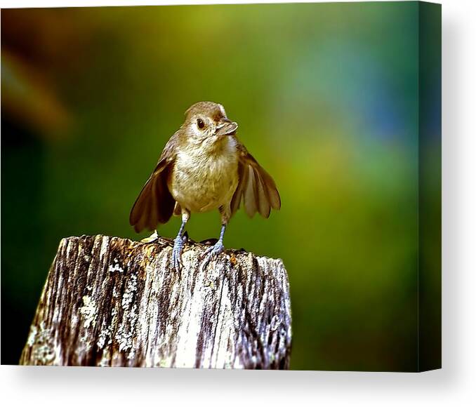 Bird With The Seed Canvas Print featuring the photograph I'm still a baby by Lilia S