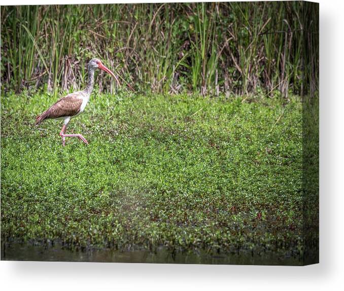 Immature White Ibis Canvas Print featuring the photograph Immature White Ibis stalking by Framing Places