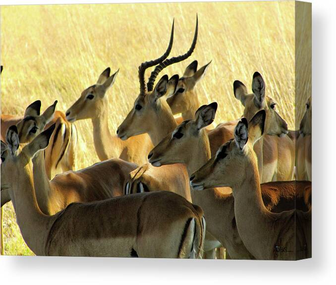Impala Canvas Print featuring the photograph Impalas in the Plains by David Bader