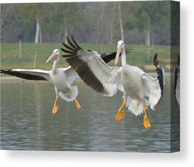 American White Pelicans Canvas Print featuring the photograph In Unison by Fraida Gutovich