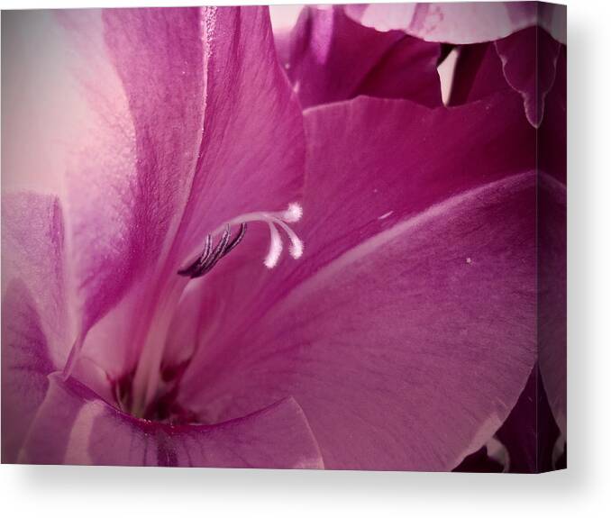 Inside Canvas Print featuring the photograph Inside Edition by Judy Hall-Folde