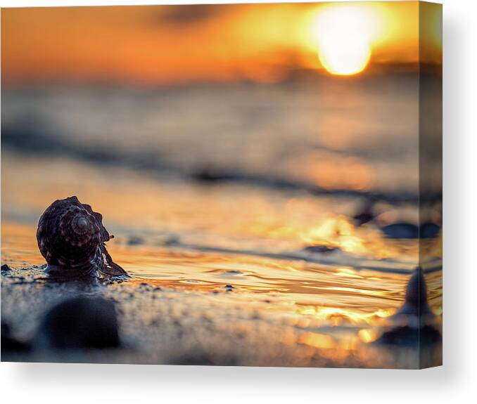 Crab Canvas Print featuring the photograph Into the Surf by Brad Boland