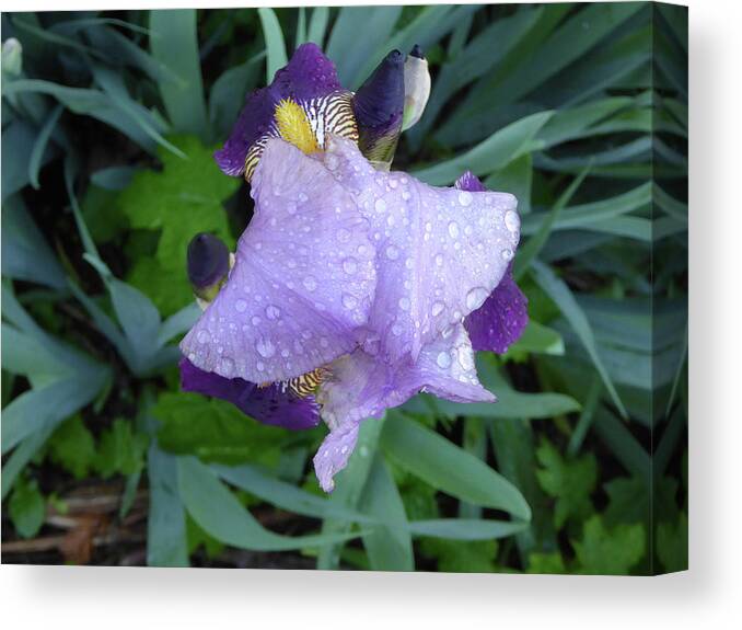 Garden Raw Purple Violet Flower Wet Water Raindrop Green Bloom Close Macro Orange Bearded Iris Rhizome Bulb Tube Unedited As-is Spring North East New Jersey Canvas Print featuring the photograph Iris After the Rain III by Leon DeVose