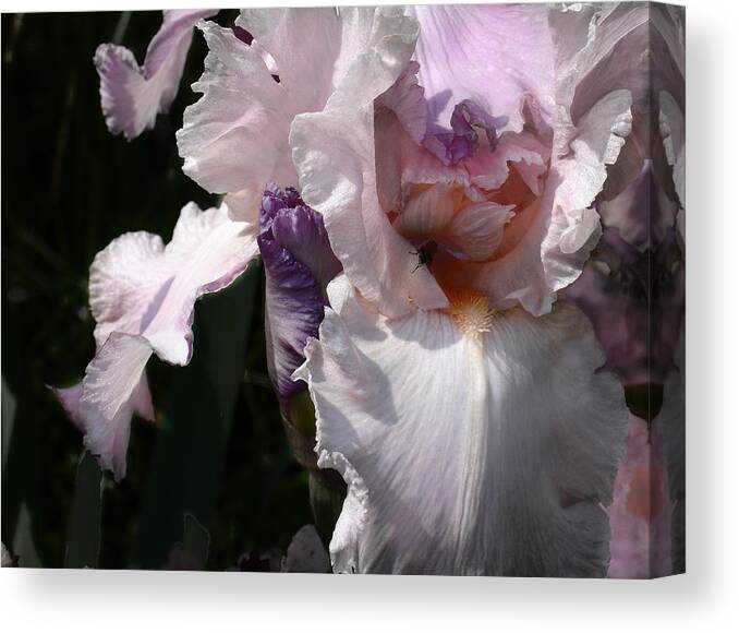 Flower Canvas Print featuring the photograph Iris Lace by Steve Karol