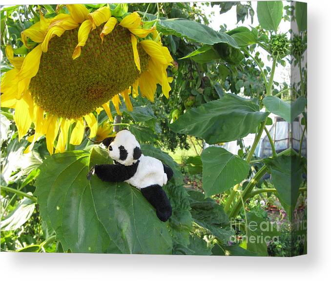 Baby Panda Canvas Print featuring the photograph It's a BIG sunflower by Ausra Huntington nee Paulauskaite