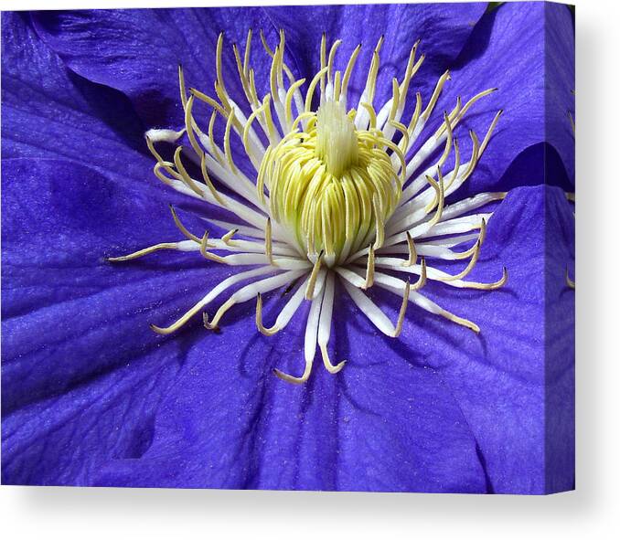 Flower Canvas Print featuring the photograph It's A Purple World by Lori Lafargue