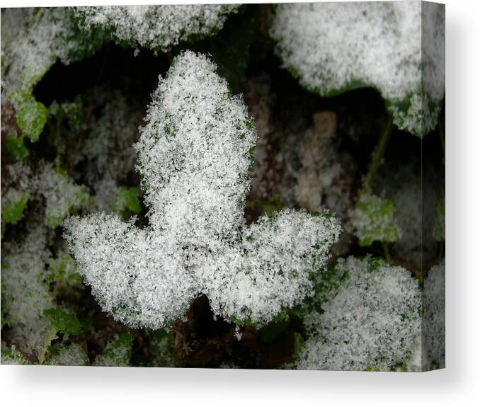 Snow Canvas Print featuring the photograph Ivy in Snow by Carl Moore