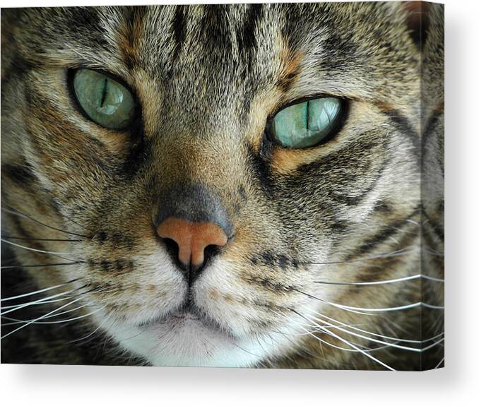 Cat Canvas Print featuring the photograph Jade by Frank Mari