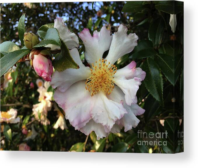 Pictures Of Flowers Canvas Print featuring the photograph January Beauty by Skip Willits