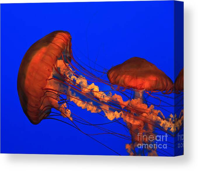 Ripley's Canvas Print featuring the photograph Jellyfish by Jill Lang