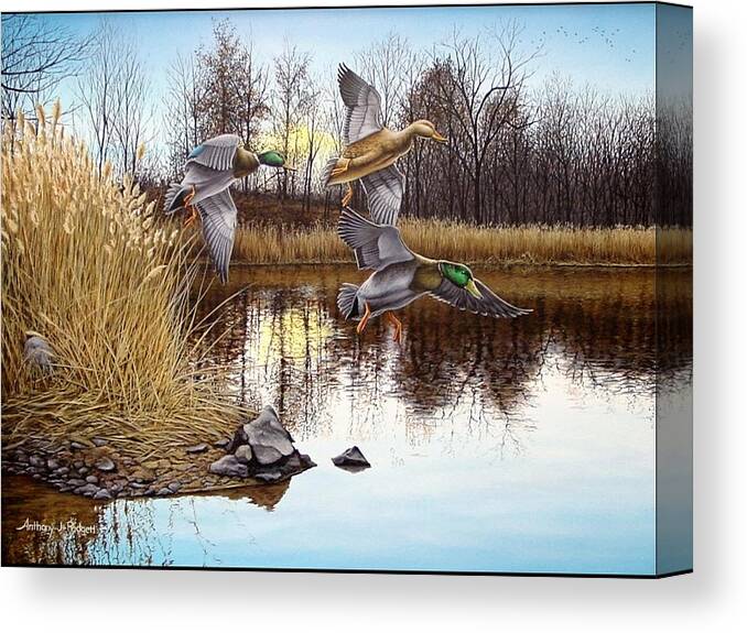 Duck Canvas Print featuring the painting Journey's End by Anthony J Padgett