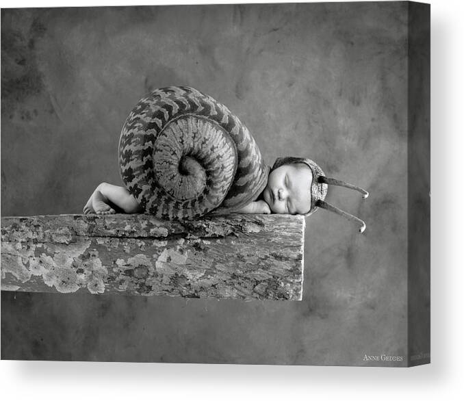 Black And White Canvas Print featuring the photograph Julia Snail by Anne Geddes