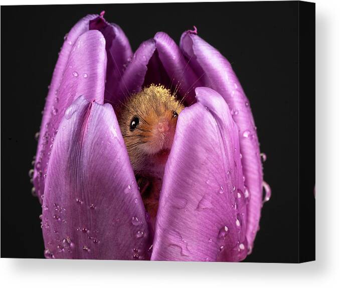 Mouse Canvas Print featuring the photograph Just a Mouse inside a Tulip by Framing Places