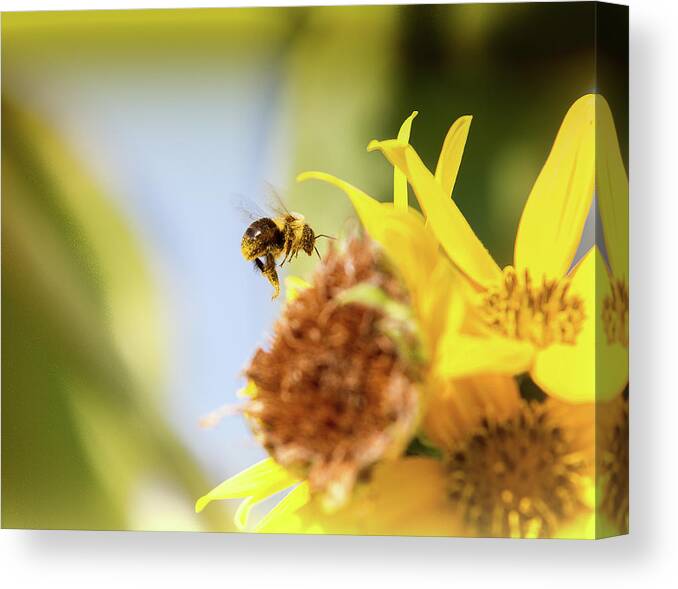 Bee Canvas Print featuring the photograph Just Beeing Me by Annette Hugen