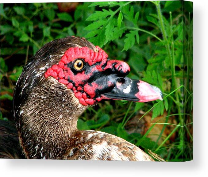 Duck Canvas Print featuring the photograph Juvenile Muscovy Duck by J M Farris Photography