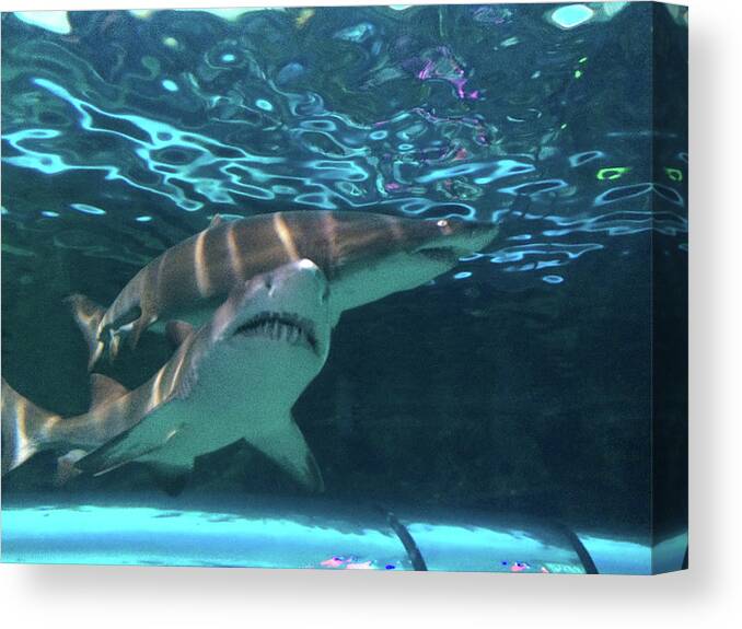 Shark Canvas Print featuring the photograph King of the Tank by Aaron Martens