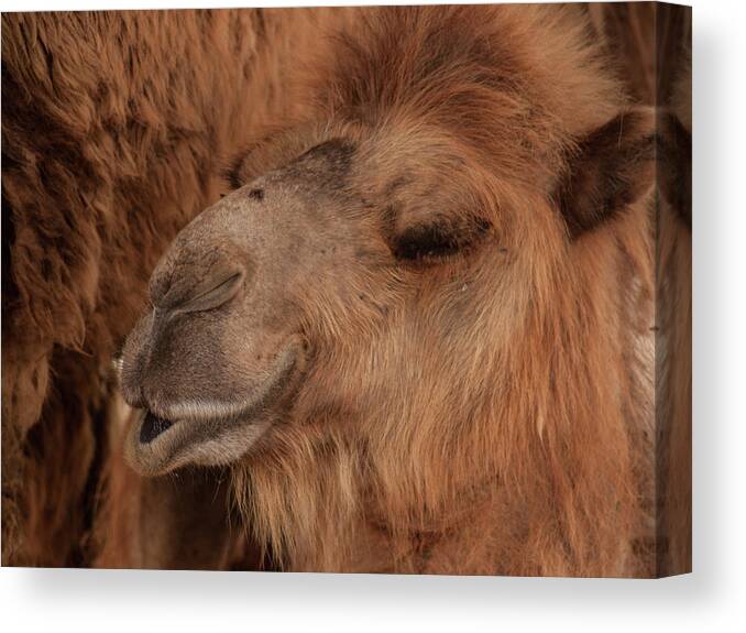 Camel Canvas Print featuring the photograph Kisses by Stewart Helberg