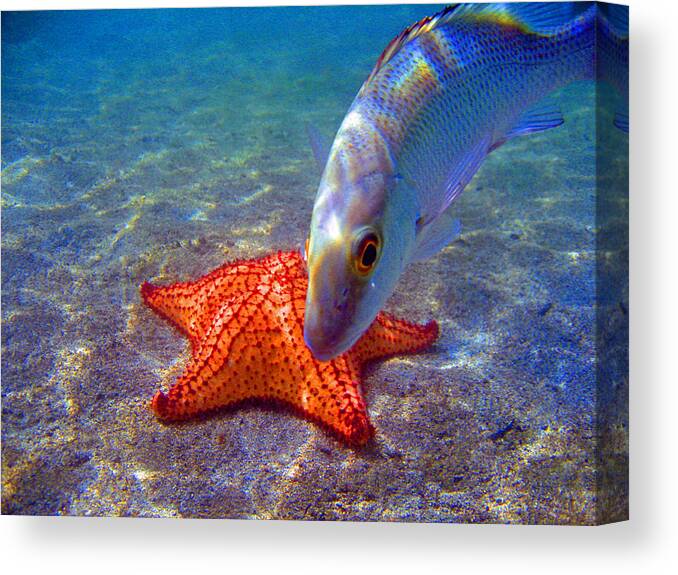 Fish Canvas Print featuring the photograph Laguna Stars by Kelly Smith
