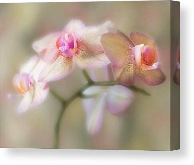 Flower Canvas Print featuring the photograph Lasting forever. by Usha Peddamatham