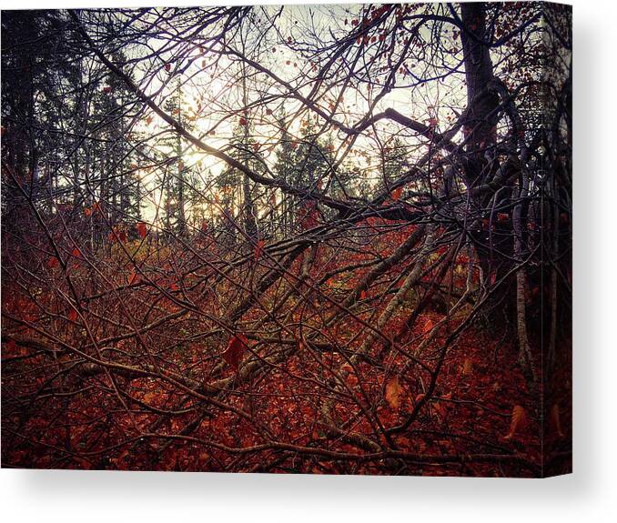 Woodland Canvas Print featuring the photograph Late Autumn Morning by No Alphabet