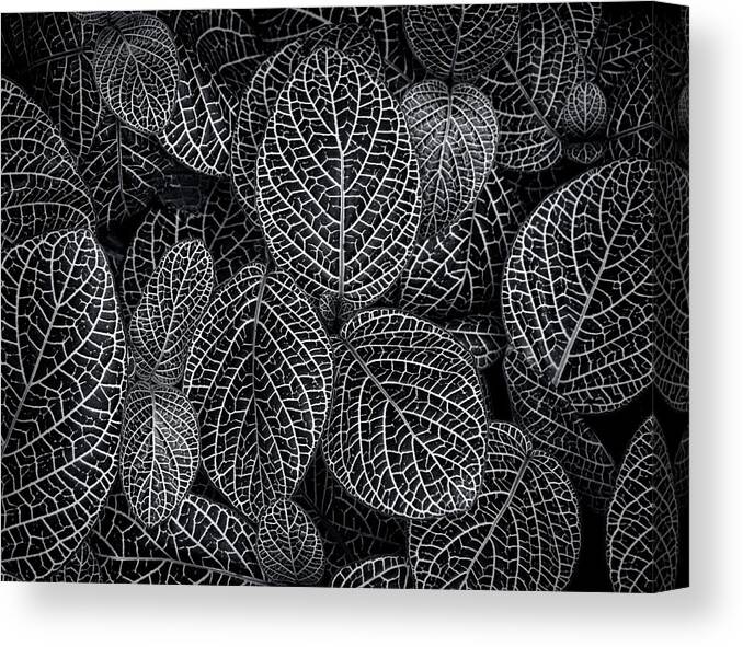 Leafy Canvas Print featuring the photograph Leaf Pattern by Wayne Sherriff