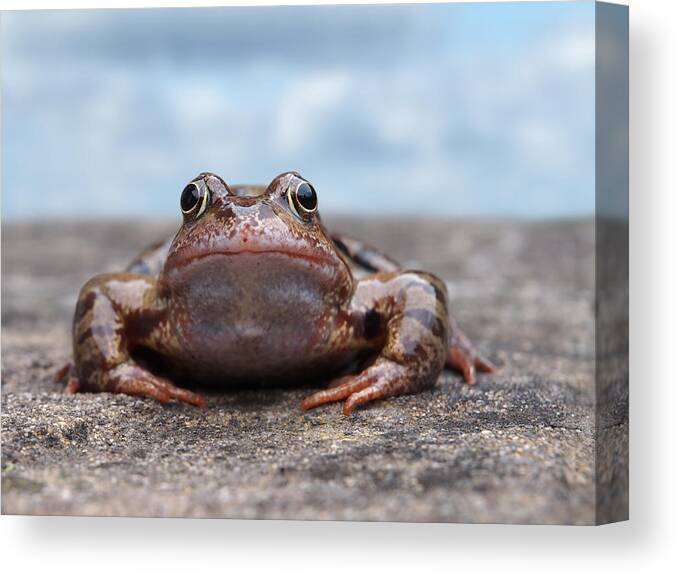 Frog Canvas Print featuring the photograph Leaving Home by Gill Billington