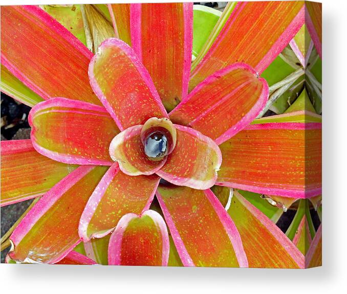 Plant Canvas Print featuring the photograph Leaving Honolulu by Robert Meyers-Lussier