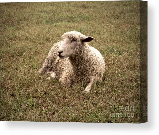 Leicester Longwool Sheep Canvas Print featuring the photograph Leicester Sheep in the Dewy Grass by Lara Morrison