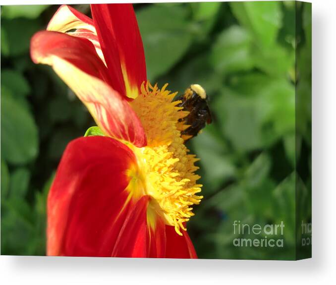 Bee Canvas Print featuring the photograph Let it Bee by Chris Colibaba