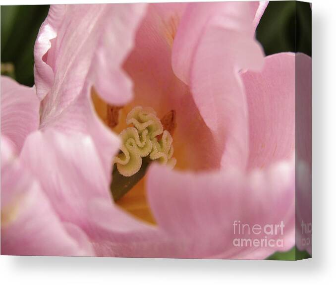  Tulips Canvas Print featuring the photograph Lilac Charm by Kim Tran
